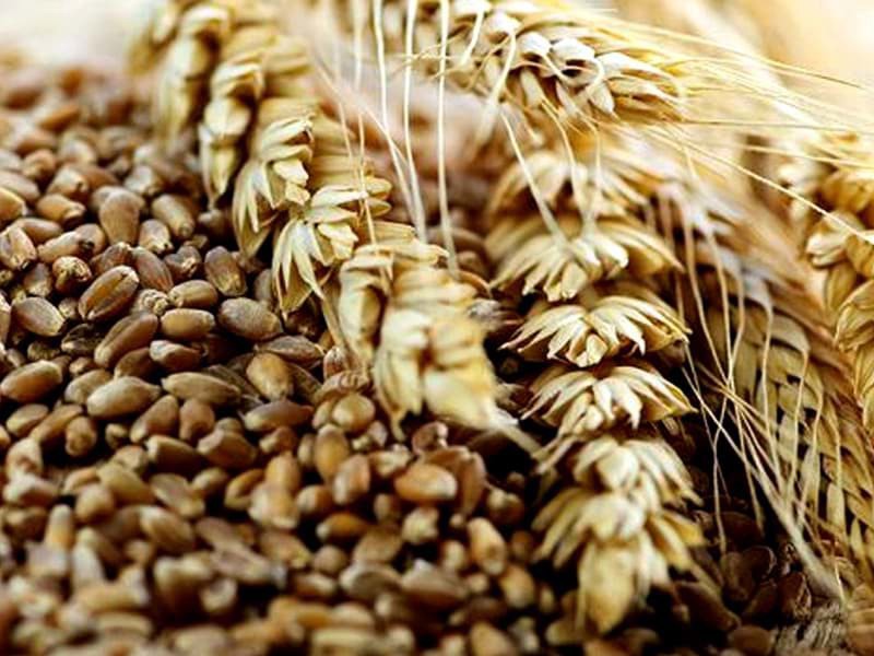 Sự khác nhau giữa Grain whisky và Malt whisky