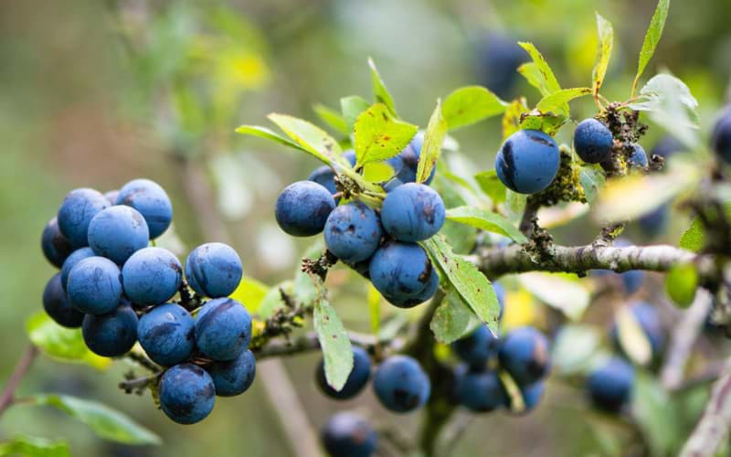 Quả Sloe