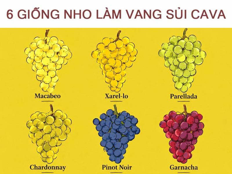 6 giống nho chủ yếu được sử dụng làm vang sủi Cava