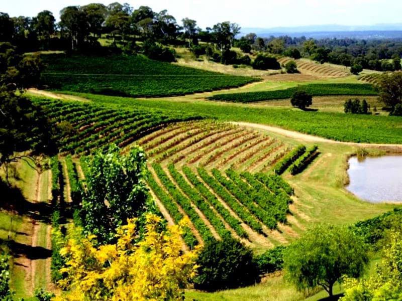 Các vùng rượu vang lớn ở New South Wales