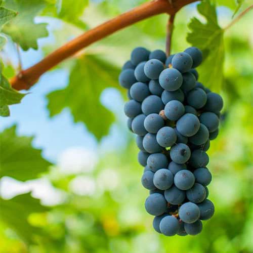 Kết quả của cuộc thi Cabernet Sauvignon Asia Masters 2022